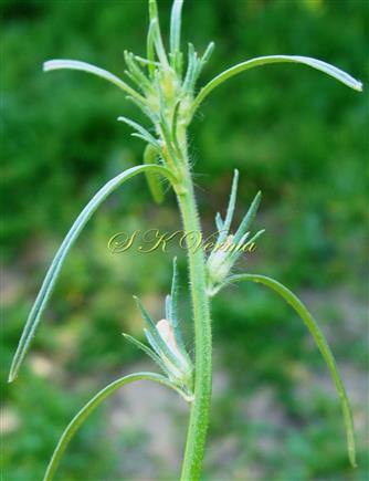  Flowering shoot